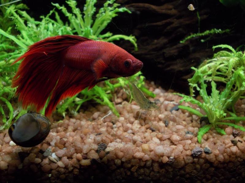 Acquarietto Betta