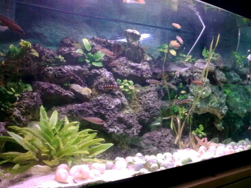Acquario Tanganica