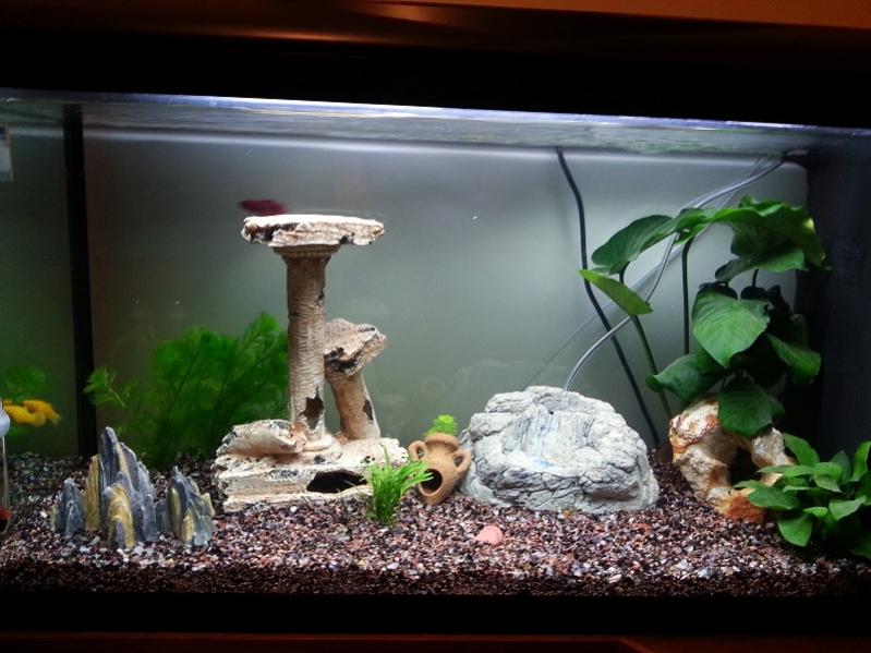 acquario ultime modifiche