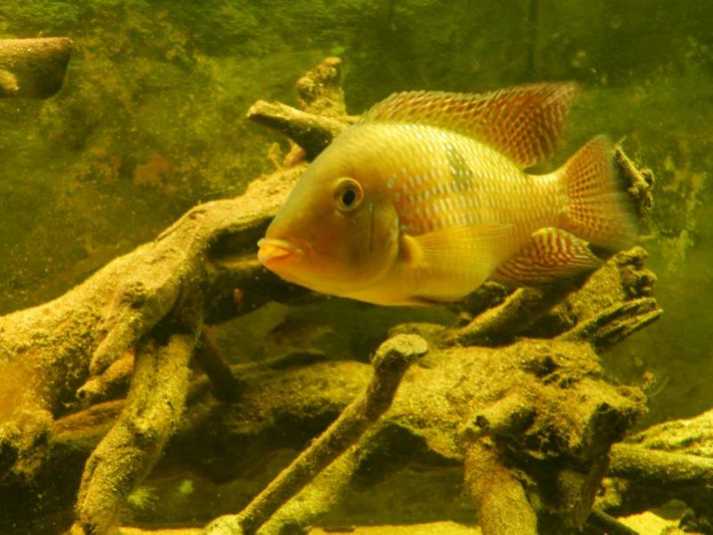 gymonogeophagus rhabdotus male