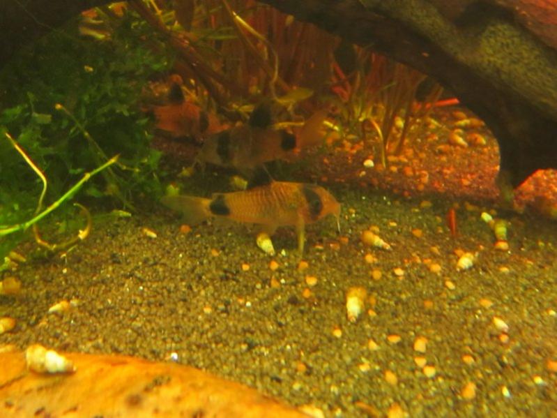 corydoras panda