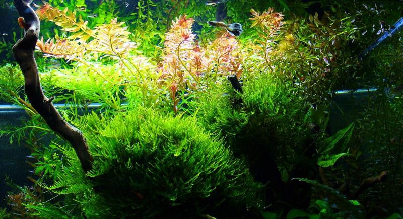 rotala