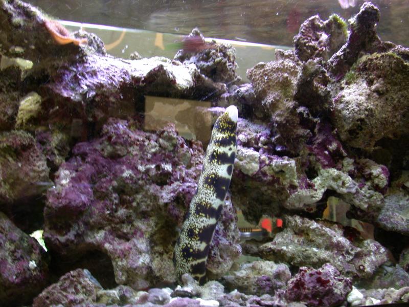 echidna nebulosa (per gli amici Muri)  rimasta con me per 5 anni...poi pultroppo ha pensato bene di saltare fuori dall' acquario, e i gatti si sono divertiti un mondo...ciao Muri :(