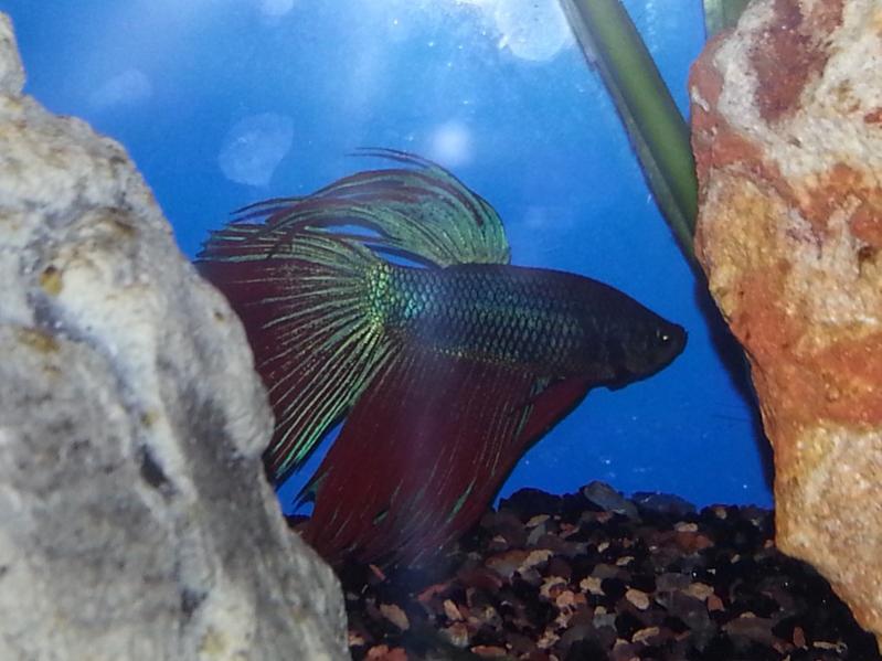 Betta maschio 2