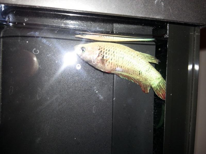 Betta femmina 1