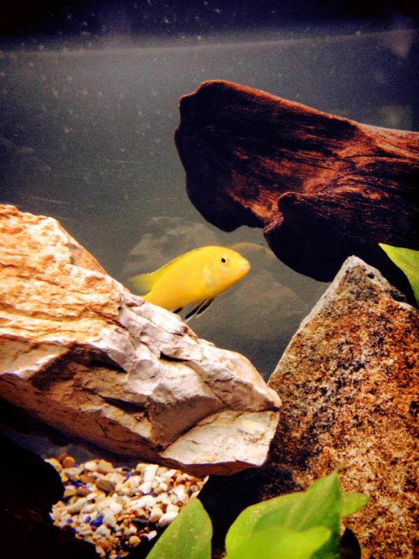 -Labidochromis Caeruleus