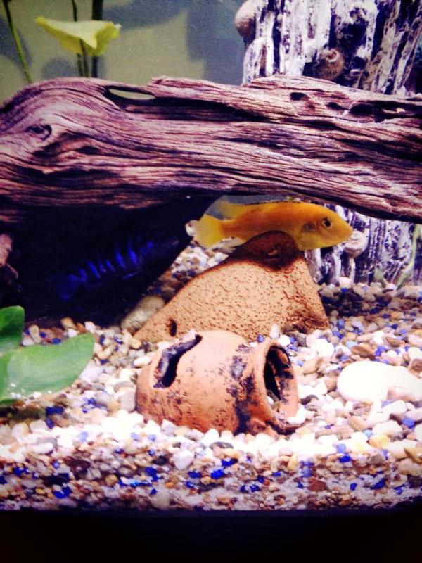 -Labidochromis Caeruleus 
-Pseudotropheus Demasomi