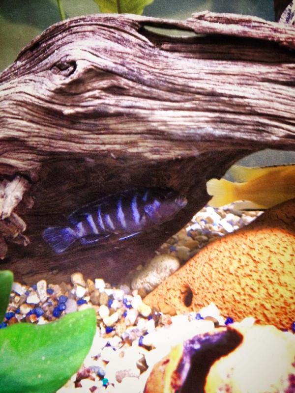 -Pseudotropheus Demasomi