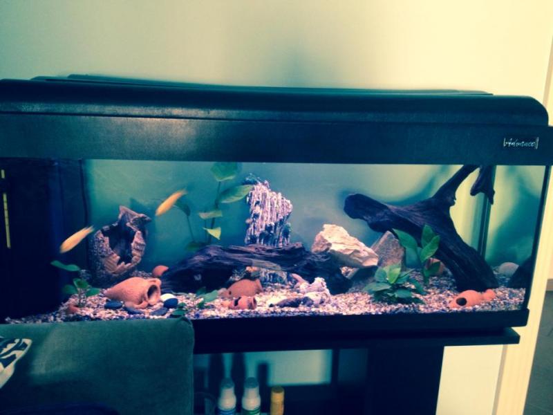 acquario(1)