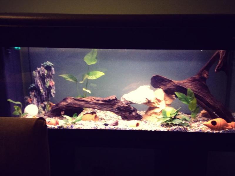 acquario(2)