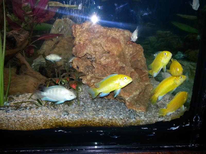 labidochromis caeruleus
