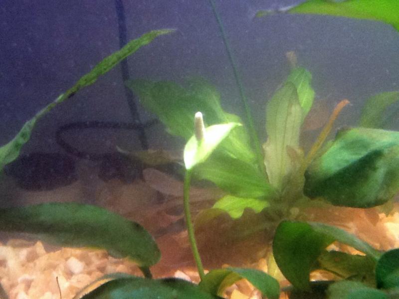 Fiore Anubias