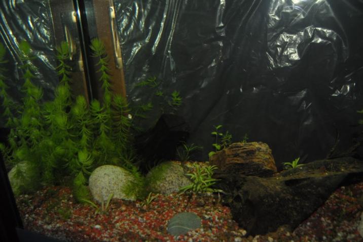 Acquario 90 Litri in attesa di Fauna-10