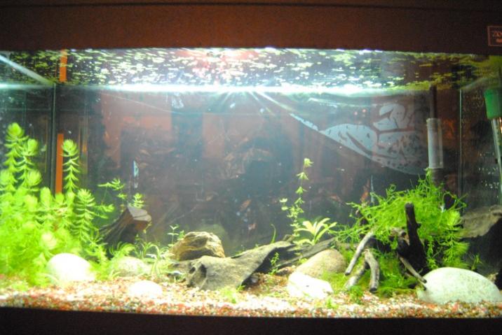 Acquario 90 Litri in attesa di Fauna-06