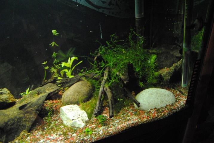 Acquario 90 Litri in attesa di Fauna-02
