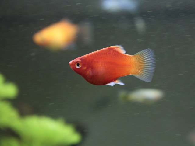 Platy corallo da poco inserito.