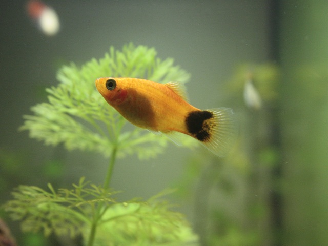 Platy Koi