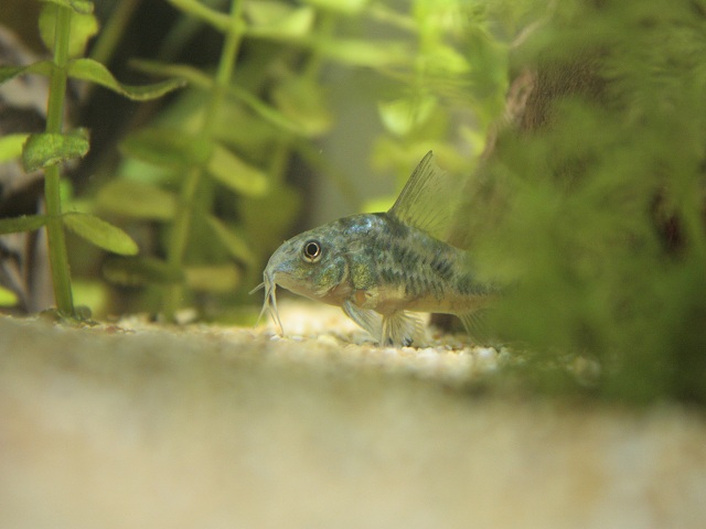 Corydoras.