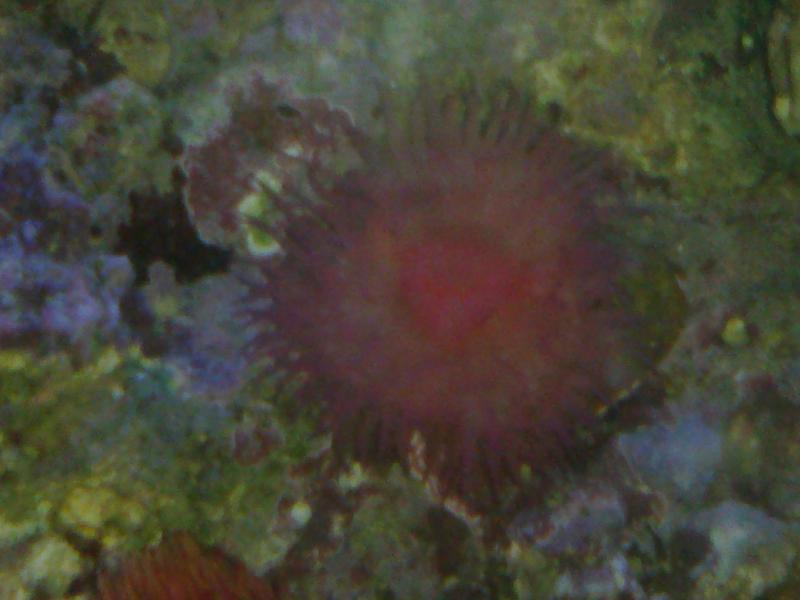 actinia equina tropicale