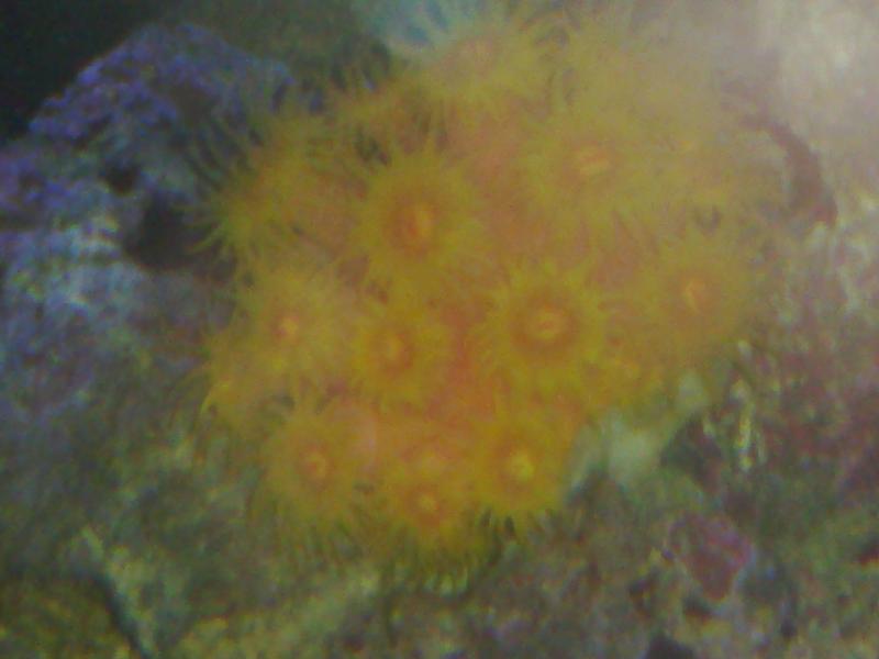 Tubastrea