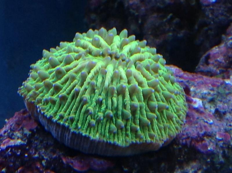 Fungia