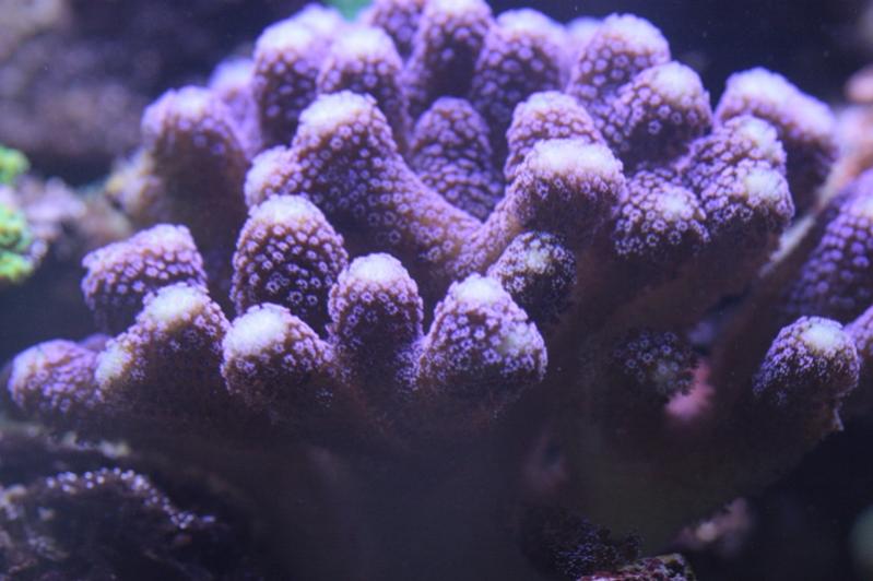AP 2013 12 02 Stylophora