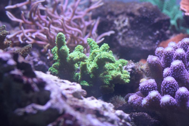 AP 2013 12 02 Acropora Lokarni