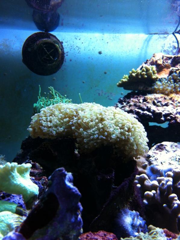 AP 2013 10 19 Euphyllia Ancora