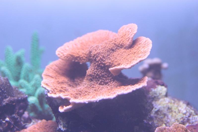 AP 2014 12 02 Montipora Foliosa  02