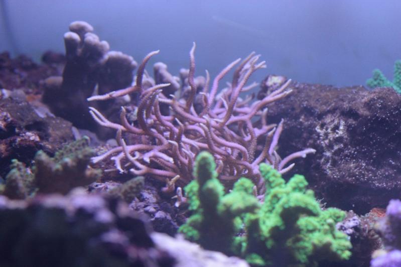 AP 2013 12 02 Seriatopora Hystrix 2