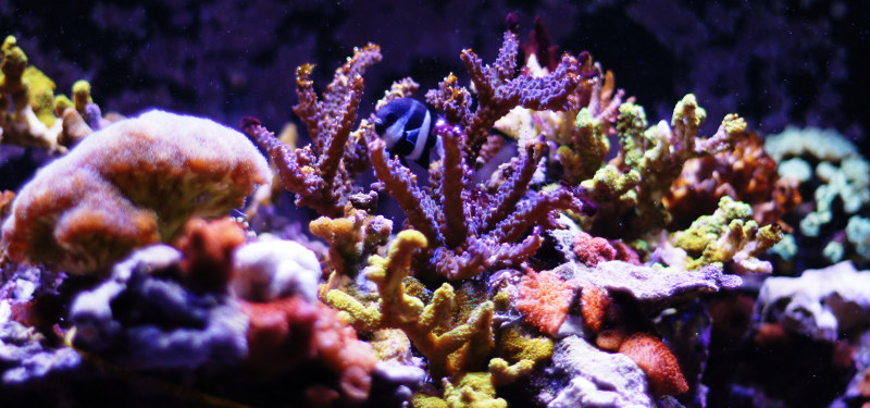 coralli2