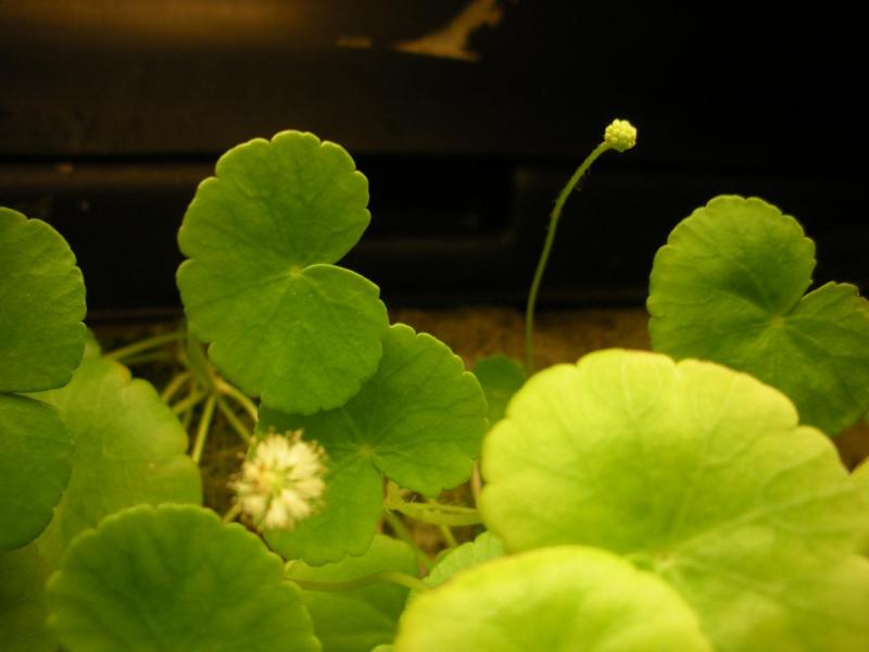 fiori di Hydrocotyle