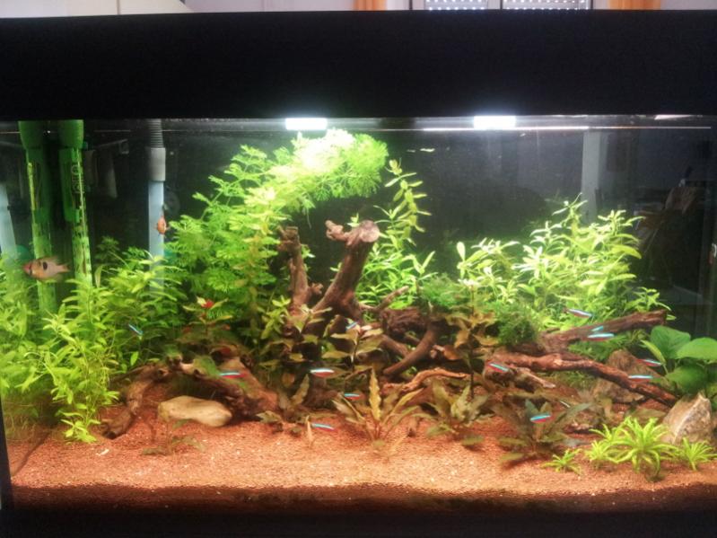 acquario1