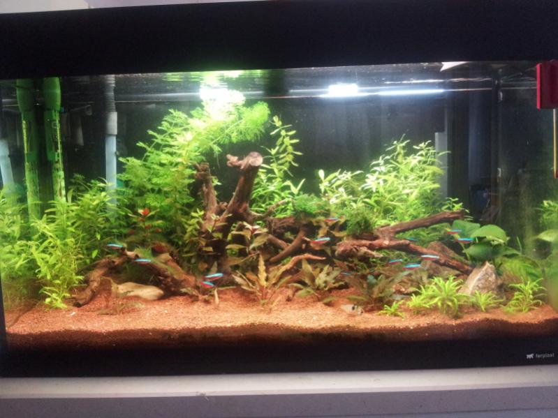 Acquario2
