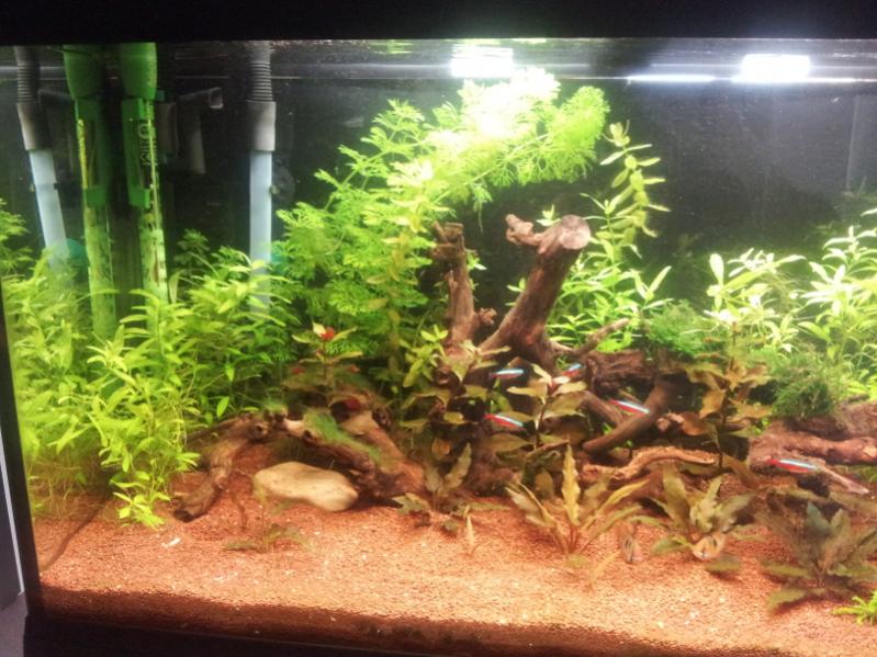 Acquario4
