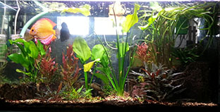 acquario febbraio 2014