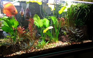 acquario febbraio 2014 bis