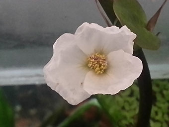 fiore di echinodorus bis 23 febbraio 2014