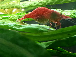 red cherry femmina