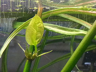 particolare del gambo del fiore di echinodorus