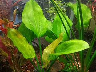 echinodorus