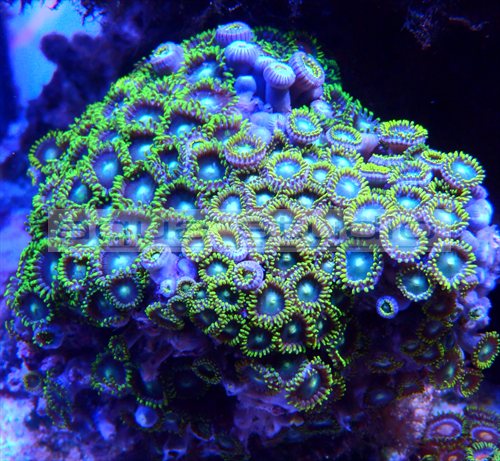 Zooanthus001n