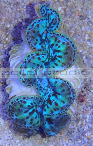 tridacna04