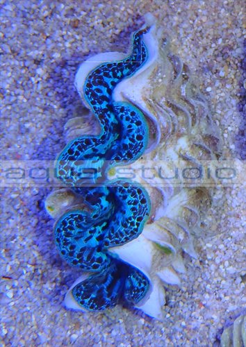 tridacne04