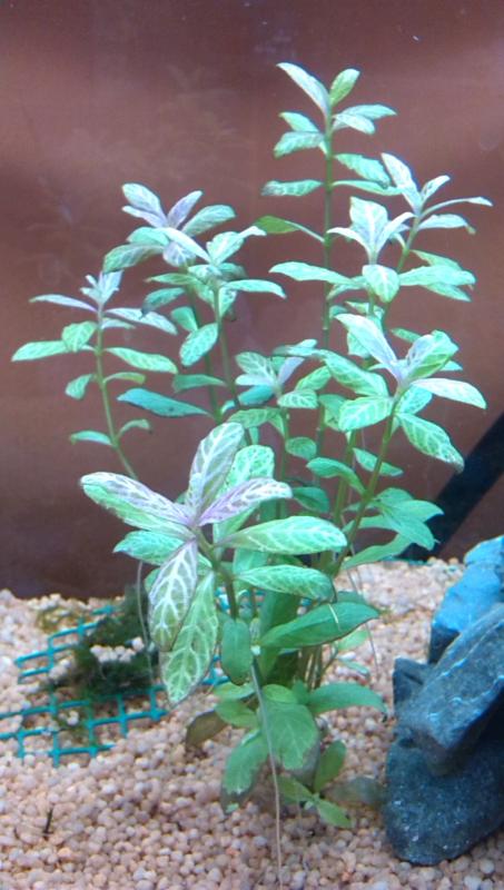 Hygrophila Polysperma Rosea