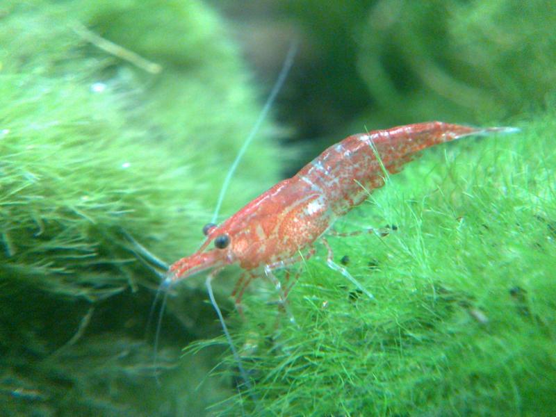 12012012045