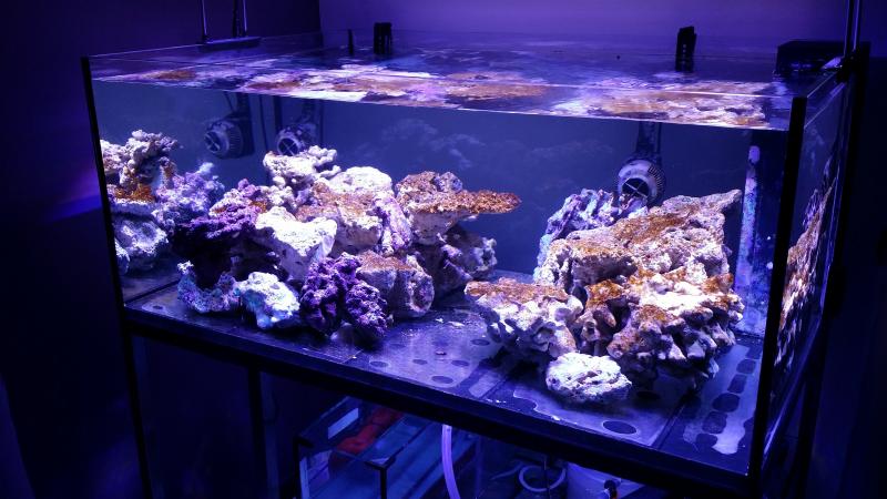 acquario tia 7