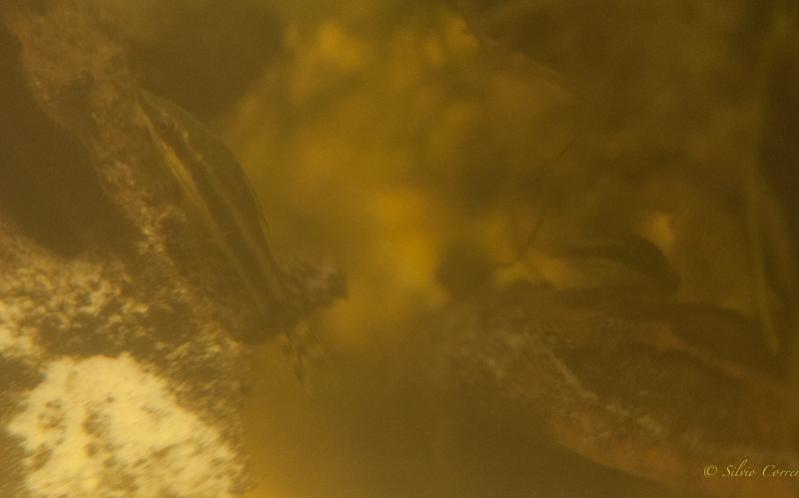 Otociclus Affinis