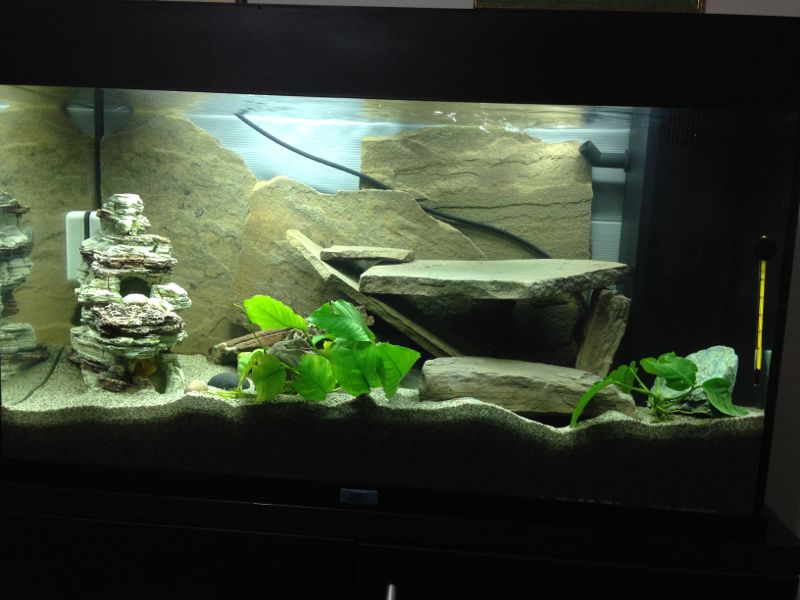 Acquario Caeruleus1