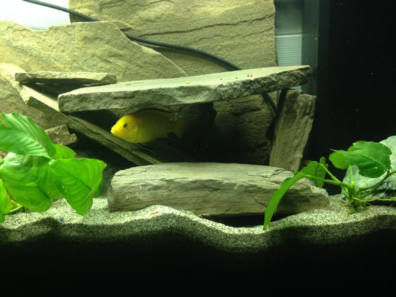 Acquario Caeruleus2